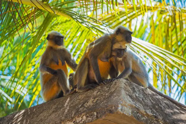Wild monkeys in the jungles of India