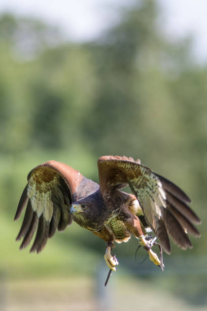 istock Haris's hawk (Parabuteo unicinctus) bird of prey at falconry display 838521184