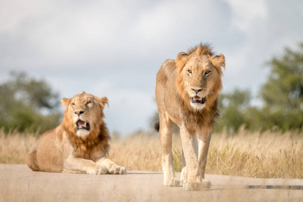 istock Two male Lions staring at the camera. 838525828