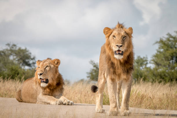 istock Two male Lions resting on the road. 838525898
