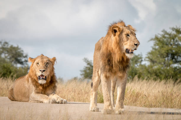 istock Two male Lions resting on the road. 838525984