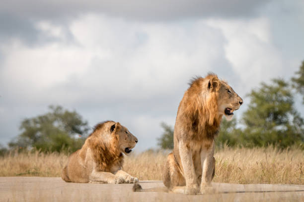 istock Two male Lions sitting on the road. 838526012