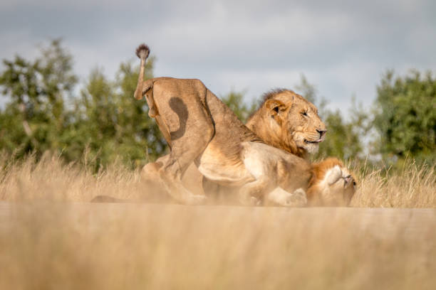 istock Two male Lions bonding on the road. 838526034