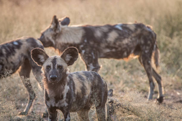 istock An African wild dog staring at the camera. 838526036