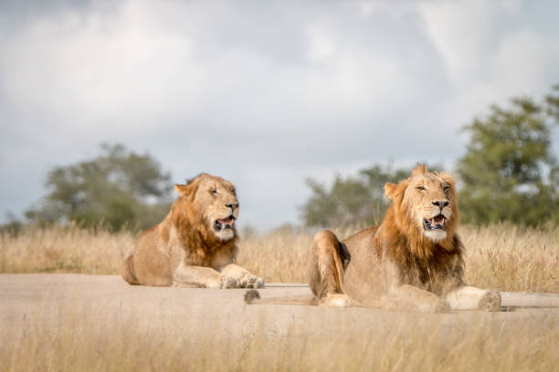 istock Two male Lions laying on the road. 838526056