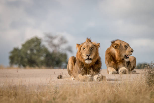 istock Two male Lions laying on the road. 838526124