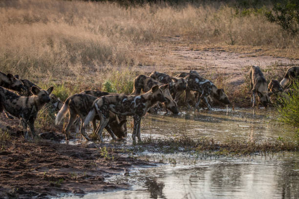 istock A pack of African wild dogs drinking. 838526140