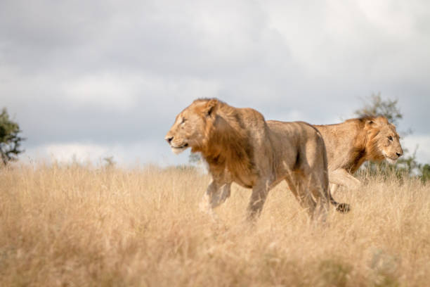 istock Two male Lions walking in the grass. 838526378