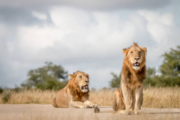 istock Two male Lions sitting on the road. 838526402