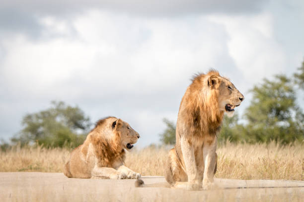 istock Two male Lions sitting on the road. 838526430