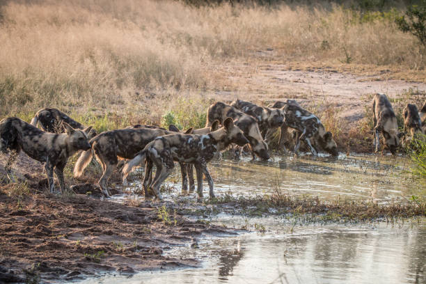 istock A pack of African wild dogs drinking. 838526488