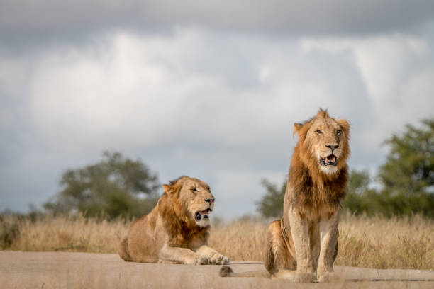 istock Two male Lions sitting on the road. 838526506