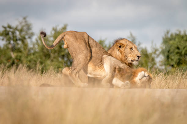 istock Two male Lions bonding on the road. 838526556