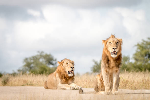 istock Two male Lions sitting on the road. 838526584