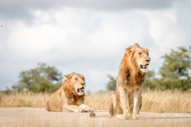 istock Two male Lions sitting on the road. 838526602