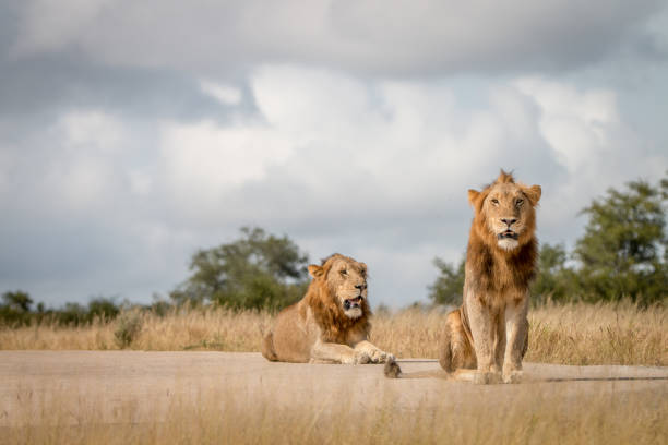 istock Two male Lions sitting on the road. 838526770