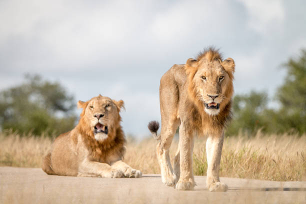 istock Two male Lions staring at the camera. 838526774