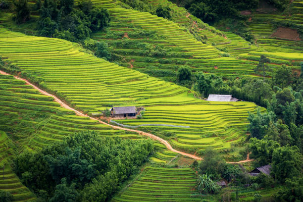 istock Rice fields and terrace layers at Sapa, Vietnam 838527006