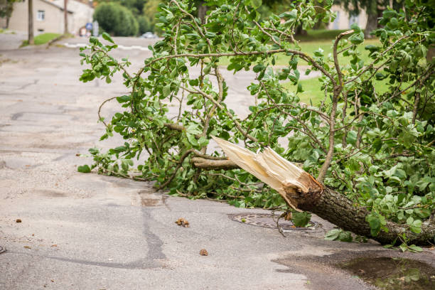 Silence after the storm. Fallen tree branches on the street.