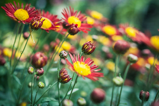 istock Flower blossoming in the garden 838533740