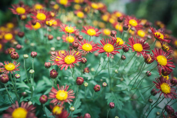 istock Flower blossoming in the garden 838533890