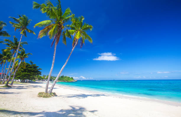 istock tropical beach with coconut palm 838534558