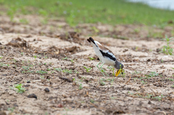 70+ White Crowned Lapwing Photos Stock Photos, Pictures & Royalty-Free