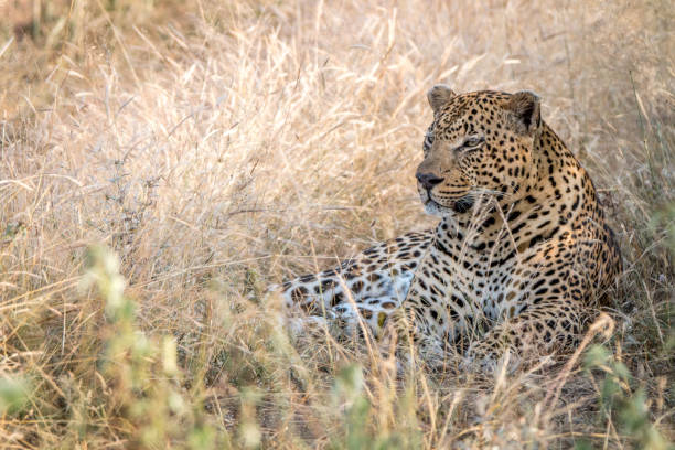 istock A male Leopard resting in the grass. 838536916
