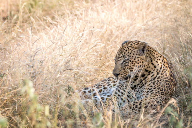 istock A male Leopard resting in the grass. 838536934