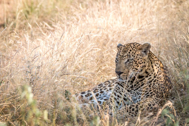 istock A male Leopard resting in the grass. 838536952