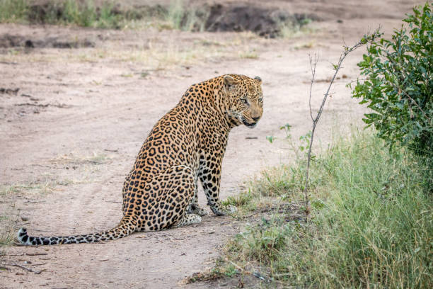 istock A male Leopard sitting on the road. 838537014