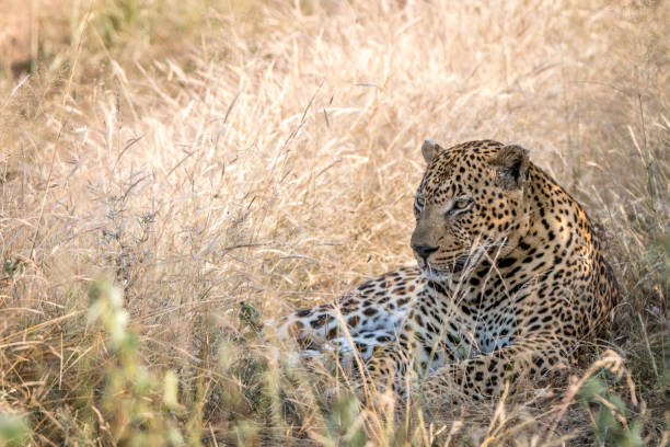 istock A male Leopard resting in the grass. 838537066