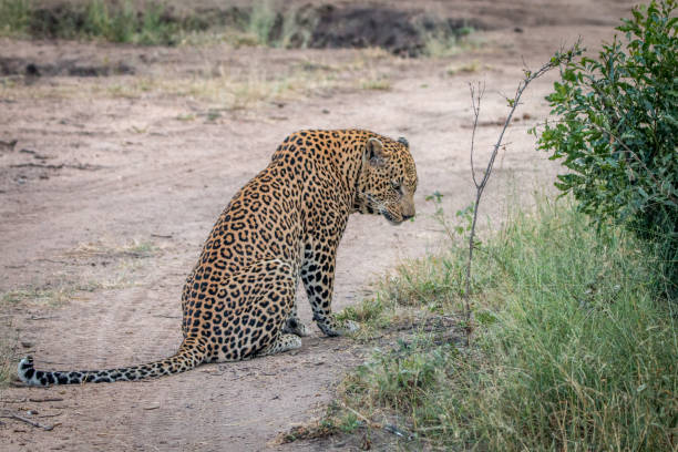 istock A male Leopard sitting on the road. 838537106