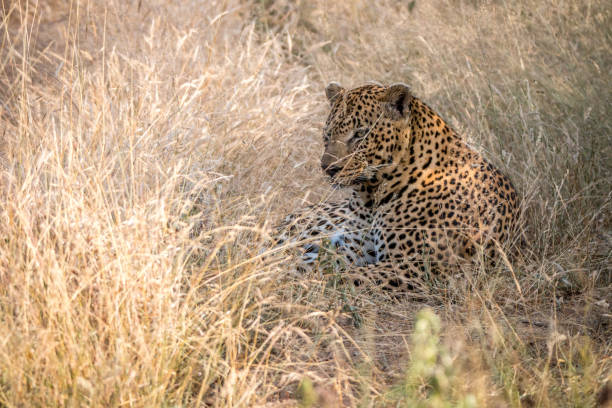 istock A male Leopard resting in the grass. 838537108