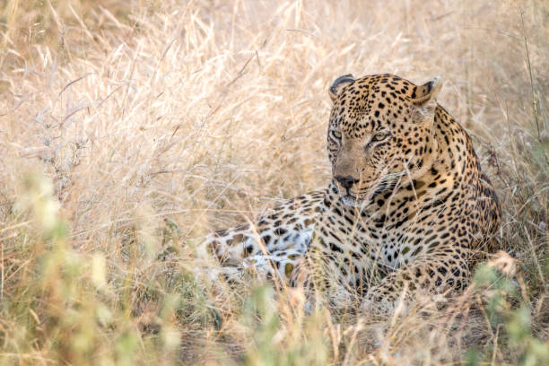 istock A male Leopard resting in the grass. 838537120