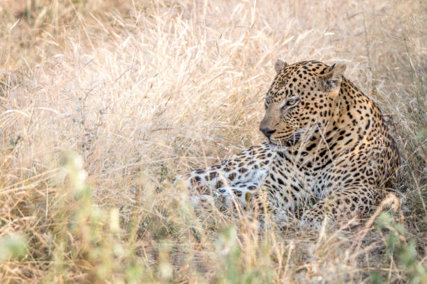 istock A male Leopard resting in the grass. 838537136