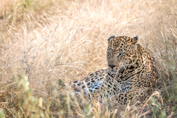 istock A male Leopard resting in the grass. 838537296