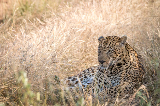 istock A male Leopard resting in the grass. 838537378