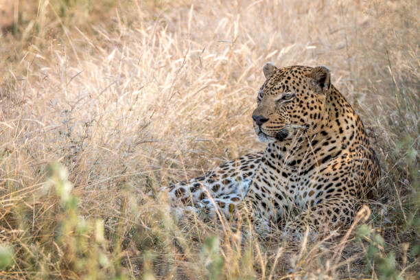 istock A male Leopard resting in the grass. 838537448