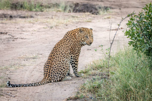 istock A male Leopard sitting on the road. 838537478