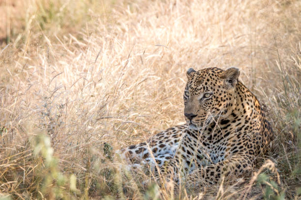 istock A male Leopard resting in the grass. 838537512