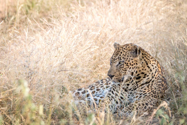 istock A male Leopard resting in the grass. 838537622