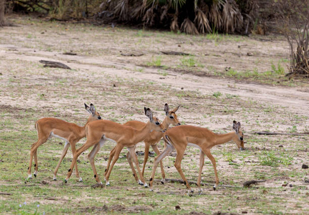 istock Juvenile Impala, Selous Game Reserve, Tanzania 838539612