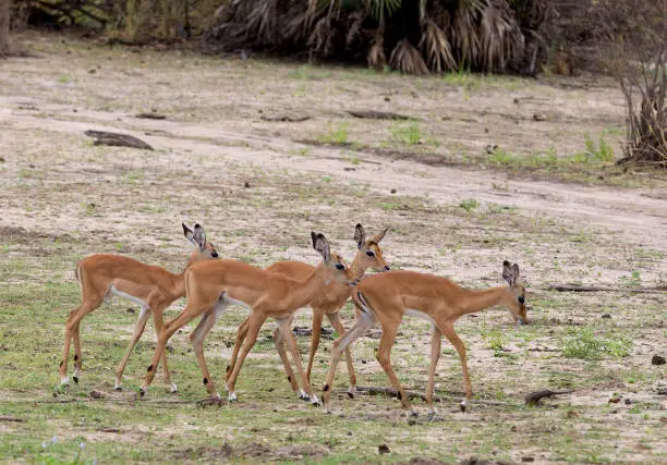 Photo of Juvenile Impala, Selous Game Reserve, Tanzania