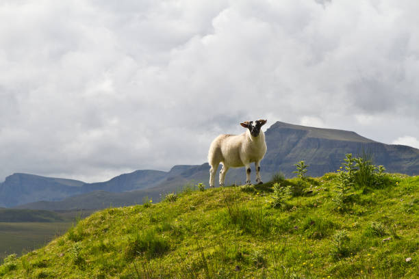 istock Sheep in Isle of Skye, Scotland 838541384