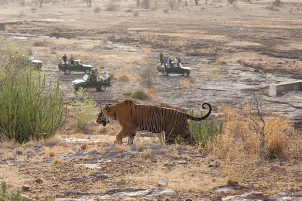 i turisti in safari fotografano una tigre selvaggia mentre cammina attraverso la giungla nel ranthambore national park, in india - tiger india ranthambore national park undomesticated cat foto e immagini stock