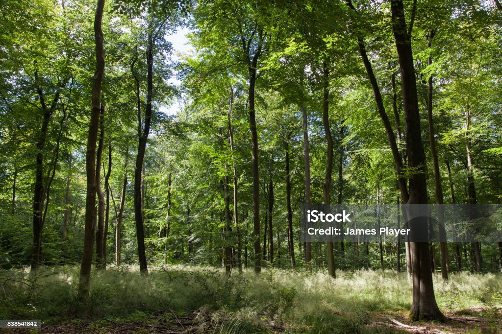 Sunlight through the trees in the forest. Surrey, UK Forest Stock Photo