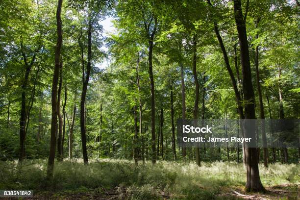 Sunlight Through The Trees In The Forest Surrey Uk Stock Photo - Download Image Now