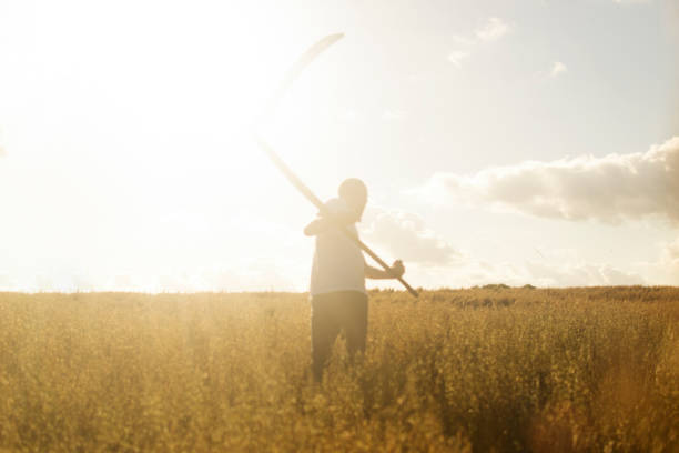 Senior farmer standing in field, lit sideways by sunset with clear blue sky as a background.