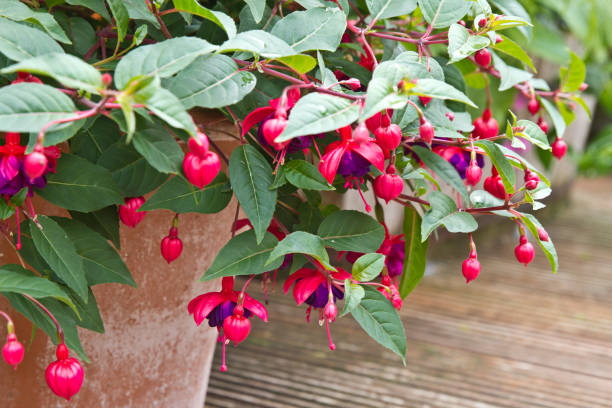 Fuchsia Princess Dollar in Container Container grown Fuchsia flower fuchsia flower photos stock pictures, royalty-free photos & images
